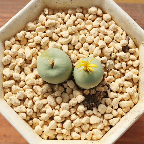 Potting Option ― 植込みオプション ― ● 一期一会の生命を、最適な一鉢に 厳選した一株を、当園の黄金比培養土で丁寧に植え付けてお届け。生命の個性を尊重し、届いた日から日常に調和する一鉢に仕立てます。 プロの技術：根を傷めず、最適な排水環境を整備。 軽量・機能美：軽くて丈夫な鉢で、日常の管理も快適。 ギフト品質：清潔感ある姿は、大切な贈り物にも。 ※鉢形状等は植物に合わせプロが選定いたします。 About Succulents ― 植物についてのご案内 ― ● 一期一会の厳選された一株を 掲載している写真は、あくまで美しい「見本」です。お届けする多肉植物は、ご注文をいただいてから農場の膨大な数の中から、もっとも美しく、力強く輝いている個体をプロの目で一株ずつ厳選し、お届けしております。 「既製品ではなく、日々を生き、育ちゆく生命であること」 多肉植物は工場製品とは異なり、その美しい姿を形成するまでに、年月と愛情を必要とします。 そのため、生育過程でのわずかな傷等が見られる場合もございます。過酷な自然の中で生きてきた証であり、植物の持つ「個性」と「趣」としてお楽しみいただければ幸いです。 ※完璧な形や特定の姿に強いこだわりをお持ちのお客様は、ぜひ群馬の栽培場へお越しください ■ 葉に見られる茶色い点について 水に含まれる鉄分によるものです。植物の健康に支障はございませんのでご安心ください。通常の水やりを続けるうちに自然と消えていきます。 ■ 用土の中の白い粒々について 大切な植物を害虫から守るための予防薬です。お客様の元へ届いたあとも健やかに育つよう、あらかじめ混ぜ込んでおります。 お届け指定について 植物の鮮度と梱包の安全を最優先するため、原則として「日にち指定」はお受けしておりません。最適なタイミングでの発送をお待ちください。 サイズについて 各商品ページに鉢の大きさを明記しております。「思っていたより大きかった（小さかった）」という事がないよう、事前のご確認をお願いいたします。 Information ― ギフト・在庫・納品書について ― Gift Wrapping 大切な方への贈り物に。 心を込めた有料ラッピングを承っております。 特別な日を彩る、多肉植物のギフトをぜひご利用ください。 Eco-Friendly 【 納品書のペーパーレス化 】 エコ活動推進のため納品書は同梱しておりません。 ギフト利用の場合も、そのままお相手様へ 安心してお届けいただけます。 在庫に関する大切なお知らせ 多肉永遠では、群馬の自社農場にて一年を通し繁殖・栽培を行っております。 常に十分な在庫確保に努めておりますが、植天候の急変や予期せぬ人気による大量注文などにより、稀に欠品が生じる場合がございます。 実店舗および自社サイト等と在庫を共有しているため、システム上で「在庫あり」と表示されている場合でも、やむを得ずご注文をキャンセルさせていただく場合がございます。 一株一株を最高の状態でお届けするための判断でございます。何卒、ご理解とご了承を賜りますようお願い申し上げます。 How to Care ― 植物との暮らし、はじめの一歩 ― 長い旅を経て、あなたのお手元に届いた小さな生命。 まずは箱をそっと開けて、深呼吸をさせてあげてください。 新しい環境にゆっくりと慣れていくための、お手伝いのコツをご紹介します。 ● 置き場所（光の贈りもの） 到着後はまず、柔らかな光が入る「半日陰」で数日休ませてあげてください。 慣れてきたら、春・秋・冬は太陽の光がたっぷりと届く窓辺へ。夏は少し涼しい東側の窓辺や、遮光された場所が理想的です。 ※強い西日は少し苦手ですので、避けてあげてくださいね。 ● 水やり（潤いのリズム） 環境に慣れるまで、到着から3〜5日はお水を控え、根を落ち着かせます。 その後は、鉢の中の土が芯までしっかりと乾いてから、たっぷりと与えてください。乾きと潤いのメリハリが、ぷっくりと健康に育てる秘訣です。 ● 四季の移ろい（紅葉） 春と秋・冬は、多肉植物がもっとも鮮やかに色づく魔法の季節。夏は成長のために一度「緑色」に戻りますが、それは次の紅葉への準備期間です。 季節ごとに表情を変える「生きているアート」をお楽しみください。 ● 健やかな毎日のために 多肉植物が一番好きなのは「心地よい風」です。高温多湿を避けるよう、通風を意識してあげてください。 屋内・屋外どちらでも育てられますが、風が通り、光が遊ぶ場所がこの子たちの特等席です。 「うまく育てられるかしら？」と不安になった時は、いつでも私たちを頼ってください。 あなたと多肉植物の暮らしが、穏やかで輝かしいものになりますように。SPECIAL SELECTION [おすすめ販売] ― 写真の仔をお届けする、一期一会の出会い ― 【 唯一無二の表情を、そのままあなたのもとへ 】 多肉植物は、季節や環境によって刻々とその姿を変える「生きている宝石」です。 本ページでは、数ある株の中から私たちが一株ずつ丁寧に選び抜き、 「今、この瞬間が一番美しい」と自信を持っておすすめできる個体を撮影しました。 お届けするのは、写真に写っているそのもの。 色づき、葉の重なり、凛とした佇まい。一目惚れしたその仔を、安心してお迎えください。 Product Details ― 商品詳細 ― サイズ 鉢サイズ（実寸： 5.5 cm） 撮影日 2026年9月3日（鮮度を大切にしています） お届け形態 [抜き苗/ポット植え] にて大切に梱包いたします 植物の名前 付箋（ふせん）にてお付けしております 植物に関して 画像の仔をお届けとなります。 植物ですので四季折々の変化を魅せます。 多少の変化はご了承くださいませ。撮影日より大幅に日数経過している場合はお気軽にお問合せください 現状況をお伝え可能です 多肉永遠のこだわり 群馬の厳しい四季に晒し、自社農場でじっくりと時間をかけて育て上げた苗たち。 私たちのこだわりは、ただ「形がきれい」なだけではなく、 「お客様の元へ届いた後も、健やかに育ち続ける強さ」を持っていることです。 店長自らが品質を厳選し、愛着を持って育てた「本物の多肉植物」をお届けします。