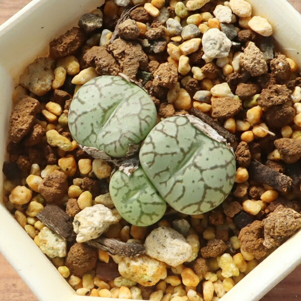 Potting Option ― 植込みオプション ― ● 一期一会の生命を、最適な一鉢に 厳選した一株を、当園の黄金比培養土で丁寧に植え付けてお届け。生命の個性を尊重し、届いた日から日常に調和する一鉢に仕立てます。 プロの技術：根を傷めず、最適な排水環境を整備。 軽量・機能美：軽くて丈夫な鉢で、日常の管理も快適。 ギフト品質：清潔感ある姿は、大切な贈り物にも。 ※鉢形状等は植物に合わせプロが選定いたします。 About Succulents ― 植物についてのご案内 ― ● 一期一会の厳選された一株を 掲載している写真は、あくまで美しい「見本」です。お届けする多肉植物は、ご注文をいただいてから農場の膨大な数の中から、もっとも美しく、力強く輝いている個体をプロの目で一株ずつ厳選し、お届けしております。 「既製品ではなく、日々を生き、育ちゆく生命であること」 多肉植物は工場製品とは異なり、その美しい姿を形成するまでに、年月と愛情を必要とします。 そのため、生育過程でのわずかな傷等が見られる場合もございます。過酷な自然の中で生きてきた証であり、植物の持つ「個性」と「趣」としてお楽しみいただければ幸いです。 ※完璧な形や特定の姿に強いこだわりをお持ちのお客様は、ぜひ群馬の栽培場へお越しください ■ 葉に見られる茶色い点について 水に含まれる鉄分によるものです。植物の健康に支障はございませんのでご安心ください。通常の水やりを続けるうちに自然と消えていきます。 ■ 用土の中の白い粒々について 大切な植物を害虫から守るための予防薬です。お客様の元へ届いたあとも健やかに育つよう、あらかじめ混ぜ込んでおります。 お届け指定について 植物の鮮度と梱包の安全を最優先するため、原則として「日にち指定」はお受けしておりません。最適なタイミングでの発送をお待ちください。 サイズについて 各商品ページに鉢の大きさを明記しております。「思っていたより大きかった（小さかった）」という事がないよう、事前のご確認をお願いいたします。 Information ― ギフト・在庫・納品書について ― Gift Wrapping 大切な方への贈り物に。 心を込めた有料ラッピングを承っております。 特別な日を彩る、多肉植物のギフトをぜひご利用ください。 Eco-Friendly 【 納品書のペーパーレス化 】 エコ活動推進のため納品書は同梱しておりません。 ギフト利用の場合も、そのままお相手様へ 安心してお届けいただけます。 在庫に関する大切なお知らせ 多肉永遠では、群馬の自社農場にて一年を通し繁殖・栽培を行っております。 常に十分な在庫確保に努めておりますが、植天候の急変や予期せぬ人気による大量注文などにより、稀に欠品が生じる場合がございます。 実店舗および自社サイト等と在庫を共有しているため、システム上で「在庫あり」と表示されている場合でも、やむを得ずご注文をキャンセルさせていただく場合がございます。 一株一株を最高の状態でお届けするための判断でございます。何卒、ご理解とご了承を賜りますようお願い申し上げます。 How to Care ― 植物との暮らし、はじめの一歩 ― 長い旅を経て、あなたのお手元に届いた小さな生命。 まずは箱をそっと開けて、深呼吸をさせてあげてください。 新しい環境にゆっくりと慣れていくための、お手伝いのコツをご紹介します。 ● 置き場所（光の贈りもの） 到着後はまず、柔らかな光が入る「半日陰」で数日休ませてあげてください。 慣れてきたら、春・秋・冬は太陽の光がたっぷりと届く窓辺へ。夏は少し涼しい東側の窓辺や、遮光された場所が理想的です。 ※強い西日は少し苦手ですので、避けてあげてくださいね。 ● 水やり（潤いのリズム） 環境に慣れるまで、到着から3〜5日はお水を控え、根を落ち着かせます。 その後は、鉢の中の土が芯までしっかりと乾いてから、たっぷりと与えてください。乾きと潤いのメリハリが、ぷっくりと健康に育てる秘訣です。 ● 四季の移ろい（紅葉） 春と秋・冬は、多肉植物がもっとも鮮やかに色づく魔法の季節。夏は成長のために一度「緑色」に戻りますが、それは次の紅葉への準備期間です。 季節ごとに表情を変える「生きているアート」をお楽しみください。 ● 健やかな毎日のために 多肉植物が一番好きなのは「心地よい風」です。高温多湿を避けるよう、通風を意識してあげてください。 屋内・屋外どちらでも育てられますが、風が通り、光が遊ぶ場所がこの子たちの特等席です。 「うまく育てられるかしら？」と不安になった時は、いつでも私たちを頼ってください。 あなたと多肉植物の暮らしが、穏やかで輝かしいものになりますように。SPECIAL SELECTION [おすすめ販売] ― 写真の仔をお届けする、一期一会の出会い ― 【 唯一無二の表情を、そのままあなたのもとへ 】 多肉植物は、季節や環境によって刻々とその姿を変える「生きている宝石」です。 本ページでは、数ある株の中から私たちが一株ずつ丁寧に選び抜き、 「今、この瞬間が一番美しい」と自信を持っておすすめできる個体を撮影しました。 お届けするのは、写真に写っているそのもの。 色づき、葉の重なり、凛とした佇まい。一目惚れしたその仔を、安心してお迎えください。 Product Details ― 商品詳細 ― サイズ 鉢サイズ（実寸： 5.5 cm） 撮影日 2026年9月3日（鮮度を大切にしています） お届け形態 [抜き苗/ポット植え] にて大切に梱包いたします 植物の名前 付箋（ふせん）にてお付けしております 植物に関して 画像の仔をお届けとなります。 植物ですので四季折々の変化を魅せます。 多少の変化はご了承くださいませ。撮影日より大幅に日数経過している場合はお気軽にお問合せください 現状況をお伝え可能です 多肉永遠のこだわり 群馬の厳しい四季に晒し、自社農場でじっくりと時間をかけて育て上げた苗たち。 私たちのこだわりは、ただ「形がきれい」なだけではなく、 「お客様の元へ届いた後も、健やかに育ち続ける強さ」を持っていることです。 店長自らが品質を厳選し、愛着を持って育てた「本物の多肉植物」をお届けします。