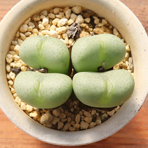Potting Option ― 植込みオプション ― ● 一期一会の生命を、最適な一鉢に 厳選した一株を、当園の黄金比培養土で丁寧に植え付けてお届け。生命の個性を尊重し、届いた日から日常に調和する一鉢に仕立てます。 プロの技術：根を傷めず、最適な排水環境を整備。 軽量・機能美：軽くて丈夫な鉢で、日常の管理も快適。 ギフト品質：清潔感ある姿は、大切な贈り物にも。 ※鉢形状等は植物に合わせプロが選定いたします。 About Succulents ― 植物についてのご案内 ― ● 一期一会の厳選された一株を 掲載している写真は、あくまで美しい「見本」です。お届けする多肉植物は、ご注文をいただいてから農場の膨大な数の中から、もっとも美しく、力強く輝いている個体をプロの目で一株ずつ厳選し、お届けしております。 「既製品ではなく、日々を生き、育ちゆく生命であること」 多肉植物は工場製品とは異なり、その美しい姿を形成するまでに、年月と愛情を必要とします。 そのため、生育過程でのわずかな傷等が見られる場合もございます。過酷な自然の中で生きてきた証であり、植物の持つ「個性」と「趣」としてお楽しみいただければ幸いです。 ※完璧な形や特定の姿に強いこだわりをお持ちのお客様は、ぜひ群馬の栽培場へお越しください ■ 葉に見られる茶色い点について 水に含まれる鉄分によるものです。植物の健康に支障はございませんのでご安心ください。通常の水やりを続けるうちに自然と消えていきます。 ■ 用土の中の白い粒々について 大切な植物を害虫から守るための予防薬です。お客様の元へ届いたあとも健やかに育つよう、あらかじめ混ぜ込んでおります。 お届け指定について 植物の鮮度と梱包の安全を最優先するため、原則として「日にち指定」はお受けしておりません。最適なタイミングでの発送をお待ちください。 サイズについて 各商品ページに鉢の大きさを明記しております。「思っていたより大きかった（小さかった）」という事がないよう、事前のご確認をお願いいたします。 Information ― ギフト・在庫・納品書について ― Gift Wrapping 大切な方への贈り物に。 心を込めた有料ラッピングを承っております。 特別な日を彩る、多肉植物のギフトをぜひご利用ください。 Eco-Friendly 【 納品書のペーパーレス化 】 エコ活動推進のため納品書は同梱しておりません。 ギフト利用の場合も、そのままお相手様へ 安心してお届けいただけます。 在庫に関する大切なお知らせ 多肉永遠では、群馬の自社農場にて一年を通し繁殖・栽培を行っております。 常に十分な在庫確保に努めておりますが、植天候の急変や予期せぬ人気による大量注文などにより、稀に欠品が生じる場合がございます。 実店舗および自社サイト等と在庫を共有しているため、システム上で「在庫あり」と表示されている場合でも、やむを得ずご注文をキャンセルさせていただく場合がございます。 一株一株を最高の状態でお届けするための判断でございます。何卒、ご理解とご了承を賜りますようお願い申し上げます。 How to Care ― 植物との暮らし、はじめの一歩 ― 長い旅を経て、あなたのお手元に届いた小さな生命。 まずは箱をそっと開けて、深呼吸をさせてあげてください。 新しい環境にゆっくりと慣れていくための、お手伝いのコツをご紹介します。 ● 置き場所（光の贈りもの） 到着後はまず、柔らかな光が入る「半日陰」で数日休ませてあげてください。 慣れてきたら、春・秋・冬は太陽の光がたっぷりと届く窓辺へ。夏は少し涼しい東側の窓辺や、遮光された場所が理想的です。 ※強い西日は少し苦手ですので、避けてあげてくださいね。 ● 水やり（潤いのリズム） 環境に慣れるまで、到着から3〜5日はお水を控え、根を落ち着かせます。 その後は、鉢の中の土が芯までしっかりと乾いてから、たっぷりと与えてください。乾きと潤いのメリハリが、ぷっくりと健康に育てる秘訣です。 ● 四季の移ろい（紅葉） 春と秋・冬は、多肉植物がもっとも鮮やかに色づく魔法の季節。夏は成長のために一度「緑色」に戻りますが、それは次の紅葉への準備期間です。 季節ごとに表情を変える「生きているアート」をお楽しみください。 ● 健やかな毎日のために 多肉植物が一番好きなのは「心地よい風」です。高温多湿を避けるよう、通風を意識してあげてください。 屋内・屋外どちらでも育てられますが、風が通り、光が遊ぶ場所がこの子たちの特等席です。 「うまく育てられるかしら？」と不安になった時は、いつでも私たちを頼ってください。 あなたと多肉植物の暮らしが、穏やかで輝かしいものになりますように。SPECIAL SELECTION [おすすめ販売] ― 写真の仔をお届けする、一期一会の出会い ― 【 唯一無二の表情を、そのままあなたのもとへ 】 多肉植物は、季節や環境によって刻々とその姿を変える「生きている宝石」です。 本ページでは、数ある株の中から私たちが一株ずつ丁寧に選び抜き、 「今、この瞬間が一番美しい」と自信を持っておすすめできる個体を撮影しました。 お届けするのは、写真に写っているそのもの。 色づき、葉の重なり、凛とした佇まい。一目惚れしたその仔を、安心してお迎えください。 Product Details ― 商品詳細 ― サイズ 鉢サイズ（実寸： 7.5 cm） 撮影日 2026年9月3日（鮮度を大切にしています） お届け形態 [抜き苗/ポット植え] にて大切に梱包いたします 植物の名前 付箋（ふせん）にてお付けしております 植物に関して 画像の仔をお届けとなります。 植物ですので四季折々の変化を魅せます。 多少の変化はご了承くださいませ。撮影日より大幅に日数経過している場合はお気軽にお問合せください 現状況をお伝え可能です 多肉永遠のこだわり 群馬の厳しい四季に晒し、自社農場でじっくりと時間をかけて育て上げた苗たち。 私たちのこだわりは、ただ「形がきれい」なだけではなく、 「お客様の元へ届いた後も、健やかに育ち続ける強さ」を持っていることです。 店長自らが品質を厳選し、愛着を持って育てた「本物の多肉植物」をお届けします。