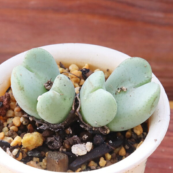 Potting Option ― 植込みオプション ― ● 一期一会の生命を、最適な一鉢に 厳選した一株を、当園の黄金比培養土で丁寧に植え付けてお届け。生命の個性を尊重し、届いた日から日常に調和する一鉢に仕立てます。 プロの技術：根を傷めず、最適な排水環境を整備。 軽量・機能美：軽くて丈夫な鉢で、日常の管理も快適。 ギフト品質：清潔感ある姿は、大切な贈り物にも。 ※鉢形状等は植物に合わせプロが選定いたします。 About Succulents ― 植物についてのご案内 ― ● 一期一会の厳選された一株を 掲載している写真は、あくまで美しい「見本」です。お届けする多肉植物は、ご注文をいただいてから農場の膨大な数の中から、もっとも美しく、力強く輝いている個体をプロの目で一株ずつ厳選し、お届けしております。 「既製品ではなく、日々を生き、育ちゆく生命であること」 多肉植物は工場製品とは異なり、その美しい姿を形成するまでに、年月と愛情を必要とします。 そのため、生育過程でのわずかな傷等が見られる場合もございます。過酷な自然の中で生きてきた証であり、植物の持つ「個性」と「趣」としてお楽しみいただければ幸いです。 ※完璧な形や特定の姿に強いこだわりをお持ちのお客様は、ぜひ群馬の栽培場へお越しください ■ 葉に見られる茶色い点について 水に含まれる鉄分によるものです。植物の健康に支障はございませんのでご安心ください。通常の水やりを続けるうちに自然と消えていきます。 ■ 用土の中の白い粒々について 大切な植物を害虫から守るための予防薬です。お客様の元へ届いたあとも健やかに育つよう、あらかじめ混ぜ込んでおります。 お届け指定について 植物の鮮度と梱包の安全を最優先するため、原則として「日にち指定」はお受けしておりません。最適なタイミングでの発送をお待ちください。 サイズについて 各商品ページに鉢の大きさを明記しております。「思っていたより大きかった（小さかった）」という事がないよう、事前のご確認をお願いいたします。 Information ― ギフト・在庫・納品書について ― Gift Wrapping 大切な方への贈り物に。 心を込めた有料ラッピングを承っております。 特別な日を彩る、多肉植物のギフトをぜひご利用ください。 Eco-Friendly 【 納品書のペーパーレス化 】 エコ活動推進のため納品書は同梱しておりません。 ギフト利用の場合も、そのままお相手様へ 安心してお届けいただけます。 在庫に関する大切なお知らせ 多肉永遠では、群馬の自社農場にて一年を通し繁殖・栽培を行っております。 常に十分な在庫確保に努めておりますが、植天候の急変や予期せぬ人気による大量注文などにより、稀に欠品が生じる場合がございます。 実店舗および自社サイト等と在庫を共有しているため、システム上で「在庫あり」と表示されている場合でも、やむを得ずご注文をキャンセルさせていただく場合がございます。 一株一株を最高の状態でお届けするための判断でございます。何卒、ご理解とご了承を賜りますようお願い申し上げます。 How to Care ― 植物との暮らし、はじめの一歩 ― 長い旅を経て、あなたのお手元に届いた小さな生命。 まずは箱をそっと開けて、深呼吸をさせてあげてください。 新しい環境にゆっくりと慣れていくための、お手伝いのコツをご紹介します。 ● 置き場所（光の贈りもの） 到着後はまず、柔らかな光が入る「半日陰」で数日休ませてあげてください。 慣れてきたら、春・秋・冬は太陽の光がたっぷりと届く窓辺へ。夏は少し涼しい東側の窓辺や、遮光された場所が理想的です。 ※強い西日は少し苦手ですので、避けてあげてくださいね。 ● 水やり（潤いのリズム） 環境に慣れるまで、到着から3〜5日はお水を控え、根を落ち着かせます。 その後は、鉢の中の土が芯までしっかりと乾いてから、たっぷりと与えてください。乾きと潤いのメリハリが、ぷっくりと健康に育てる秘訣です。 ● 四季の移ろい（紅葉） 春と秋・冬は、多肉植物がもっとも鮮やかに色づく魔法の季節。夏は成長のために一度「緑色」に戻りますが、それは次の紅葉への準備期間です。 季節ごとに表情を変える「生きているアート」をお楽しみください。 ● 健やかな毎日のために 多肉植物が一番好きなのは「心地よい風」です。高温多湿を避けるよう、通風を意識してあげてください。 屋内・屋外どちらでも育てられますが、風が通り、光が遊ぶ場所がこの子たちの特等席です。 「うまく育てられるかしら？」と不安になった時は、いつでも私たちを頼ってください。 あなたと多肉植物の暮らしが、穏やかで輝かしいものになりますように。SPECIAL SELECTION [おすすめ販売] ― 写真の仔をお届けする、一期一会の出会い ― 【 唯一無二の表情を、そのままあなたのもとへ 】 多肉植物は、季節や環境によって刻々とその姿を変える「生きている宝石」です。 本ページでは、数ある株の中から私たちが一株ずつ丁寧に選び抜き、 「今、この瞬間が一番美しい」と自信を持っておすすめできる個体を撮影しました。 お届けするのは、写真に写っているそのもの。 色づき、葉の重なり、凛とした佇まい。一目惚れしたその仔を、安心してお迎えください。 Product Details ― 商品詳細 ― サイズ 鉢サイズ（実寸： 5.5 cm） 撮影日 2026年9月3日（鮮度を大切にしています） お届け形態 [抜き苗/ポット植え] にて大切に梱包いたします 植物の名前 付箋（ふせん）にてお付けしております 植物に関して 画像の仔をお届けとなります。 植物ですので四季折々の変化を魅せます。 多少の変化はご了承くださいませ。撮影日より大幅に日数経過している場合はお気軽にお問合せください 現状況をお伝え可能です 多肉永遠のこだわり 群馬の厳しい四季に晒し、自社農場でじっくりと時間をかけて育て上げた苗たち。 私たちのこだわりは、ただ「形がきれい」なだけではなく、 「お客様の元へ届いた後も、健やかに育ち続ける強さ」を持っていることです。 店長自らが品質を厳選し、愛着を持って育てた「本物の多肉植物」をお届けします。