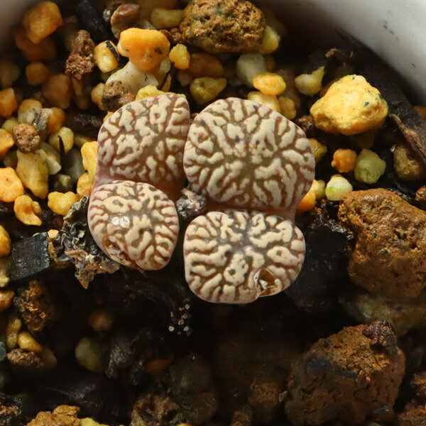 Potting Option ― 植込みオプション ― ● 一期一会の生命を、最適な一鉢に 厳選した一株を、当園の黄金比培養土で丁寧に植え付けてお届け。生命の個性を尊重し、届いた日から日常に調和する一鉢に仕立てます。 プロの技術：根を傷めず、最適な排水環境を整備。 軽量・機能美：軽くて丈夫な鉢で、日常の管理も快適。 ギフト品質：清潔感ある姿は、大切な贈り物にも。 ※鉢形状等は植物に合わせプロが選定いたします。 About Succulents ― 植物についてのご案内 ― ● 一期一会の厳選された一株を 掲載している写真は、あくまで美しい「見本」です。お届けする多肉植物は、ご注文をいただいてから農場の膨大な数の中から、もっとも美しく、力強く輝いている個体をプロの目で一株ずつ厳選し、お届けしております。 「既製品ではなく、日々を生き、育ちゆく生命であること」 多肉植物は工場製品とは異なり、その美しい姿を形成するまでに、年月と愛情を必要とします。 そのため、生育過程でのわずかな傷等が見られる場合もございます。過酷な自然の中で生きてきた証であり、植物の持つ「個性」と「趣」としてお楽しみいただければ幸いです。 ※完璧な形や特定の姿に強いこだわりをお持ちのお客様は、ぜひ群馬の栽培場へお越しください ■ 葉に見られる茶色い点について 水に含まれる鉄分によるものです。植物の健康に支障はございませんのでご安心ください。通常の水やりを続けるうちに自然と消えていきます。 ■ 用土の中の白い粒々について 大切な植物を害虫から守るための予防薬です。お客様の元へ届いたあとも健やかに育つよう、あらかじめ混ぜ込んでおります。 お届け指定について 植物の鮮度と梱包の安全を最優先するため、原則として「日にち指定」はお受けしておりません。最適なタイミングでの発送をお待ちください。 サイズについて 各商品ページに鉢の大きさを明記しております。「思っていたより大きかった（小さかった）」という事がないよう、事前のご確認をお願いいたします。 Information ― ギフト・在庫・納品書について ― Gift Wrapping 大切な方への贈り物に。 心を込めた有料ラッピングを承っております。 特別な日を彩る、多肉植物のギフトをぜひご利用ください。 Eco-Friendly 【 納品書のペーパーレス化 】 エコ活動推進のため納品書は同梱しておりません。 ギフト利用の場合も、そのままお相手様へ 安心してお届けいただけます。 在庫に関する大切なお知らせ 多肉永遠では、群馬の自社農場にて一年を通し繁殖・栽培を行っております。 常に十分な在庫確保に努めておりますが、植天候の急変や予期せぬ人気による大量注文などにより、稀に欠品が生じる場合がございます。 実店舗および自社サイト等と在庫を共有しているため、システム上で「在庫あり」と表示されている場合でも、やむを得ずご注文をキャンセルさせていただく場合がございます。 一株一株を最高の状態でお届けするための判断でございます。何卒、ご理解とご了承を賜りますようお願い申し上げます。 How to Care ― 植物との暮らし、はじめの一歩 ― 長い旅を経て、あなたのお手元に届いた小さな生命。 まずは箱をそっと開けて、深呼吸をさせてあげてください。 新しい環境にゆっくりと慣れていくための、お手伝いのコツをご紹介します。 ● 置き場所（光の贈りもの） 到着後はまず、柔らかな光が入る「半日陰」で数日休ませてあげてください。 慣れてきたら、春・秋・冬は太陽の光がたっぷりと届く窓辺へ。夏は少し涼しい東側の窓辺や、遮光された場所が理想的です。 ※強い西日は少し苦手ですので、避けてあげてくださいね。 ● 水やり（潤いのリズム） 環境に慣れるまで、到着から3〜5日はお水を控え、根を落ち着かせます。 その後は、鉢の中の土が芯までしっかりと乾いてから、たっぷりと与えてください。乾きと潤いのメリハリが、ぷっくりと健康に育てる秘訣です。 ● 四季の移ろい（紅葉） 春と秋・冬は、多肉植物がもっとも鮮やかに色づく魔法の季節。夏は成長のために一度「緑色」に戻りますが、それは次の紅葉への準備期間です。 季節ごとに表情を変える「生きているアート」をお楽しみください。 ● 健やかな毎日のために 多肉植物が一番好きなのは「心地よい風」です。高温多湿を避けるよう、通風を意識してあげてください。 屋内・屋外どちらでも育てられますが、風が通り、光が遊ぶ場所がこの子たちの特等席です。 「うまく育てられるかしら？」と不安になった時は、いつでも私たちを頼ってください。 あなたと多肉植物の暮らしが、穏やかで輝かしいものになりますように。SPECIAL SELECTION [おすすめ販売] ― 写真の仔をお届けする、一期一会の出会い ― 【 唯一無二の表情を、そのままあなたのもとへ 】 多肉植物は、季節や環境によって刻々とその姿を変える「生きている宝石」です。 本ページでは、数ある株の中から私たちが一株ずつ丁寧に選び抜き、 「今、この瞬間が一番美しい」と自信を持っておすすめできる個体を撮影しました。 お届けするのは、写真に写っているそのもの。 色づき、葉の重なり、凛とした佇まい。一目惚れしたその仔を、安心してお迎えください。 Product Details ― 商品詳細 ― サイズ 鉢サイズ（実寸： 5.5 cm） 撮影日 2026年9月3日（鮮度を大切にしています） お届け形態 [抜き苗/ポット植え] にて大切に梱包いたします 植物の名前 付箋（ふせん）にてお付けしております 植物に関して 画像の仔をお届けとなります。 植物ですので四季折々の変化を魅せます。 多少の変化はご了承くださいませ。撮影日より大幅に日数経過している場合はお気軽にお問合せください 現状況をお伝え可能です 多肉永遠のこだわり 群馬の厳しい四季に晒し、自社農場でじっくりと時間をかけて育て上げた苗たち。 私たちのこだわりは、ただ「形がきれい」なだけではなく、 「お客様の元へ届いた後も、健やかに育ち続ける強さ」を持っていることです。 店長自らが品質を厳選し、愛着を持って育てた「本物の多肉植物」をお届けします。