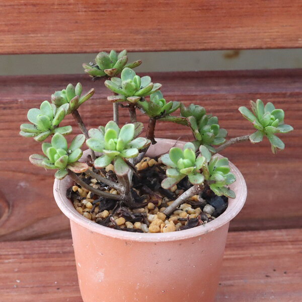 Potting Option ― 植込みオプション ― ● 一期一会の生命を、最適な一鉢に 厳選した一株を、当園の黄金比培養土で丁寧に植え付けてお届け。生命の個性を尊重し、届いた日から日常に調和する一鉢に仕立てます。 プロの技術：根を傷めず、最適な排水環境を整備。 軽量・機能美：軽くて丈夫な鉢で、日常の管理も快適。 ギフト品質：清潔感ある姿は、大切な贈り物にも。 ※鉢形状等は植物に合わせプロが選定いたします。 About Succulents ― 植物についてのご案内 ― ● 一期一会の厳選された一株を 掲載している写真は、あくまで美しい「見本」です。お届けする多肉植物は、ご注文をいただいてから農場の膨大な数の中から、もっとも美しく、力強く輝いている個体をプロの目で一株ずつ厳選し、お届けしております。 「既製品ではなく、日々を生き、育ちゆく生命であること」 多肉植物は工場製品とは異なり、その美しい姿を形成するまでに、年月と愛情を必要とします。 そのため、生育過程でのわずかな傷等が見られる場合もございます。過酷な自然の中で生きてきた証であり、植物の持つ「個性」と「趣」としてお楽しみいただければ幸いです。 ※完璧な形や特定の姿に強いこだわりをお持ちのお客様は、ぜひ群馬の栽培場へお越しください ■ 葉に見られる茶色い点について 水に含まれる鉄分によるものです。植物の健康に支障はございませんのでご安心ください。通常の水やりを続けるうちに自然と消えていきます。 ■ 用土の中の白い粒々について 大切な植物を害虫から守るための予防薬です。お客様の元へ届いたあとも健やかに育つよう、あらかじめ混ぜ込んでおります。 お届け指定について 植物の鮮度と梱包の安全を最優先するため、原則として「日にち指定」はお受けしておりません。最適なタイミングでの発送をお待ちください。 サイズについて 各商品ページに鉢の大きさを明記しております。「思っていたより大きかった（小さかった）」という事がないよう、事前のご確認をお願いいたします。 Information ― ギフト・在庫・納品書について ― Gift Wrapping 大切な方への贈り物に。 心を込めた有料ラッピングを承っております。 特別な日を彩る、多肉植物のギフトをぜひご利用ください。 Eco-Friendly 【 納品書のペーパーレス化 】 エコ活動推進のため納品書は同梱しておりません。 ギフト利用の場合も、そのままお相手様へ 安心してお届けいただけます。 在庫に関する大切なお知らせ 多肉永遠では、群馬の自社農場にて一年を通し繁殖・栽培を行っております。 常に十分な在庫確保に努めておりますが、植天候の急変や予期せぬ人気による大量注文などにより、稀に欠品が生じる場合がございます。 実店舗および自社サイト等と在庫を共有しているため、システム上で「在庫あり」と表示されている場合でも、やむを得ずご注文をキャンセルさせていただく場合がございます。 一株一株を最高の状態でお届けするための判断でございます。何卒、ご理解とご了承を賜りますようお願い申し上げます。 How to Care ― 植物との暮らし、はじめの一歩 ― 長い旅を経て、あなたのお手元に届いた小さな生命。 まずは箱をそっと開けて、深呼吸をさせてあげてください。 新しい環境にゆっくりと慣れていくための、お手伝いのコツをご紹介します。 ● 置き場所（光の贈りもの） 到着後はまず、柔らかな光が入る「半日陰」で数日休ませてあげてください。 慣れてきたら、春・秋・冬は太陽の光がたっぷりと届く窓辺へ。夏は少し涼しい東側の窓辺や、遮光された場所が理想的です。 ※強い西日は少し苦手ですので、避けてあげてくださいね。 ● 水やり（潤いのリズム） 環境に慣れるまで、到着から3〜5日はお水を控え、根を落ち着かせます。 その後は、鉢の中の土が芯までしっかりと乾いてから、たっぷりと与えてください。乾きと潤いのメリハリが、ぷっくりと健康に育てる秘訣です。 ● 四季の移ろい（紅葉） 春と秋・冬は、多肉植物がもっとも鮮やかに色づく魔法の季節。夏は成長のために一度「緑色」に戻りますが、それは次の紅葉への準備期間です。 季節ごとに表情を変える「生きているアート」をお楽しみください。 ● 健やかな毎日のために 多肉植物が一番好きなのは「心地よい風」です。高温多湿を避けるよう、通風を意識してあげてください。 屋内・屋外どちらでも育てられますが、風が通り、光が遊ぶ場所がこの子たちの特等席です。 「うまく育てられるかしら？」と不安になった時は、いつでも私たちを頼ってください。 あなたと多肉植物の暮らしが、穏やかで輝かしいものになりますように。SPECIAL SELECTION [おすすめ販売] ― 写真の仔をお届けする、一期一会の出会い ― 【 唯一無二の表情を、そのままあなたのもとへ 】 多肉植物は、季節や環境によって刻々とその姿を変える「生きている宝石」です。 本ページでは、数ある株の中から私たちが一株ずつ丁寧に選び抜き、 「今、この瞬間が一番美しい」と自信を持っておすすめできる個体を撮影しました。 お届けするのは、写真に写っているそのもの。 色づき、葉の重なり、凛とした佇まい。一目惚れしたその仔を、安心してお迎えください。 Product Details ― 商品詳細 ― サイズ 鉢サイズ（実寸： 5.5 cm） 撮影日 2026年9月3日（鮮度を大切にしています） お届け形態 [抜き苗/ポット植え] にて大切に梱包いたします 植物の名前 付箋（ふせん）にてお付けしております 植物に関して 画像の仔をお届けとなります。 植物ですので四季折々の変化を魅せます。 多少の変化はご了承くださいませ。撮影日より大幅に日数経過している場合はお気軽にお問合せください 現状況をお伝え可能です 多肉永遠のこだわり 群馬の厳しい四季に晒し、自社農場でじっくりと時間をかけて育て上げた苗たち。 私たちのこだわりは、ただ「形がきれい」なだけではなく、 「お客様の元へ届いた後も、健やかに育ち続ける強さ」を持っていることです。 店長自らが品質を厳選し、愛着を持って育てた「本物の多肉植物」をお届けします。