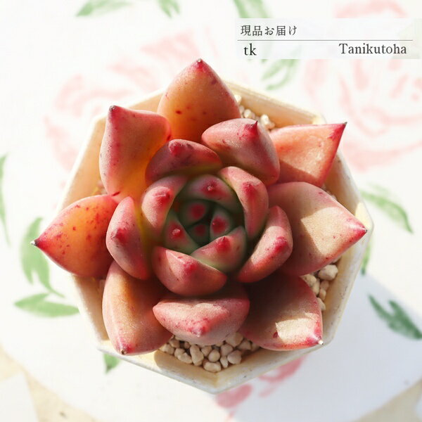 エケベリア 多肉植物 フランクココ 永遠ラベル付き TK11-10 一点もの 多肉植物通販...