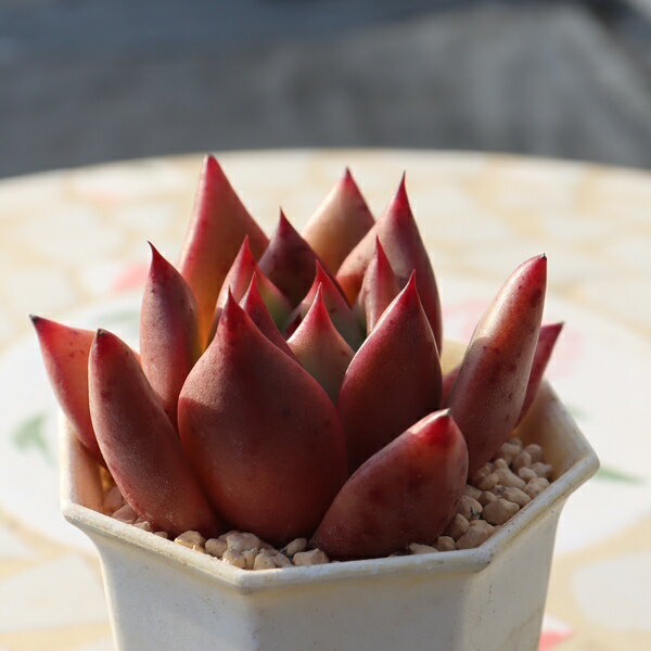 エケベリア 多肉植物 フランクココ 永遠ラベル付き TK11-10 一点もの 多肉植物通販 エケベリア通販 現品 紅葉 写真の子 多肉 ギフト ちまちま寄せ 室内グリーン