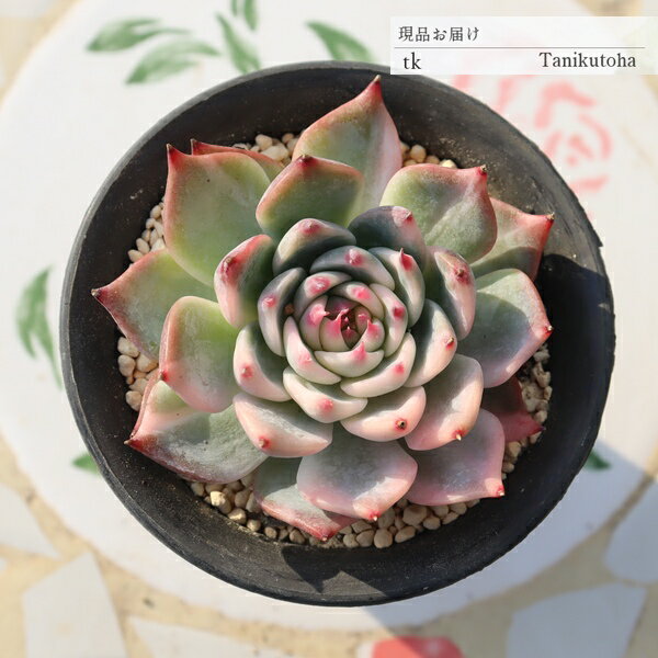 【　特定販売について　】 写真と違った… 多肉植物で、そんな経験はありませんか？ 特定販売コーナーでは 当店はすべて写真の現品をお届けしています。 【　商品詳細　】 ■サイズ 7.5cmポット ■お届け　 現物の苗でのお届けです ポットまた...