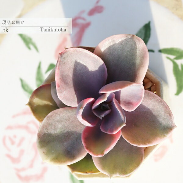 【　特定販売について　】 写真と違った… 多肉植物で、そんな経験はありませんか？ 特定販売コーナーでは 当店はすべて写真の現品をお届けしています。 【　商品詳細　】 ■サイズ 5.5cmポット ■お届け　 現物の苗でのお届けです ポットまた...