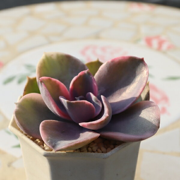 一点もの エケベリア レインボー 多肉植物 TK11-15 写真の子 多肉植物通販 エケベリア通販 現品 ギフト対応 観葉植物 室内ガーデン 紅葉 多肉