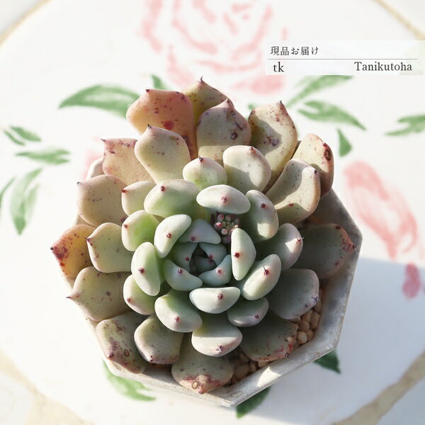 達磨黒爪ザラゴーサ エケベリア 一点もの 多肉植物 TK11-16 写真の子 多肉植物通販...