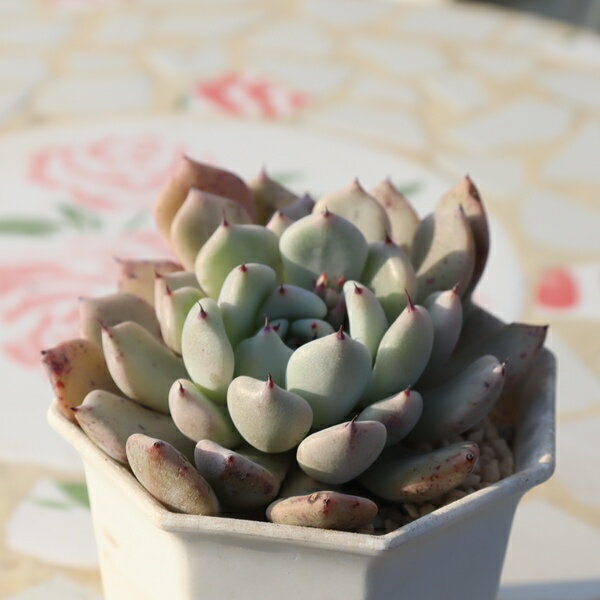 達磨黒爪ザラゴーサ エケベリア 一点もの 多肉植物 TK11-16 写真の子 多肉植物通販 エケベリア通販 現品 ギフト対応 観葉植物 室内ガーデン 小さな庭