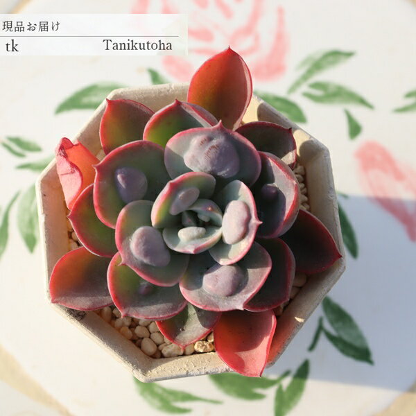 現品 エケベリア レインドロップ 多肉植物 TK11-17 一点もの 写真の子 多肉植物通...