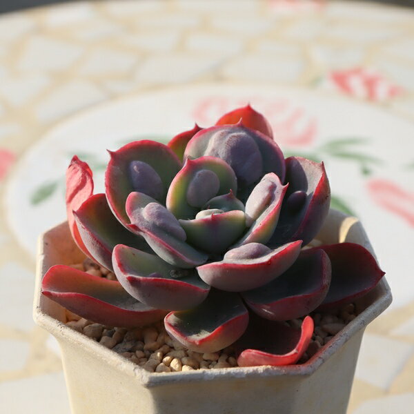 現品 エケベリア レインドロップ 多肉植物 TK11-17 一点もの 写真の子 多肉植物通販 エケベリア通販 ギフト 観葉植物 室内ガーデン コブ系