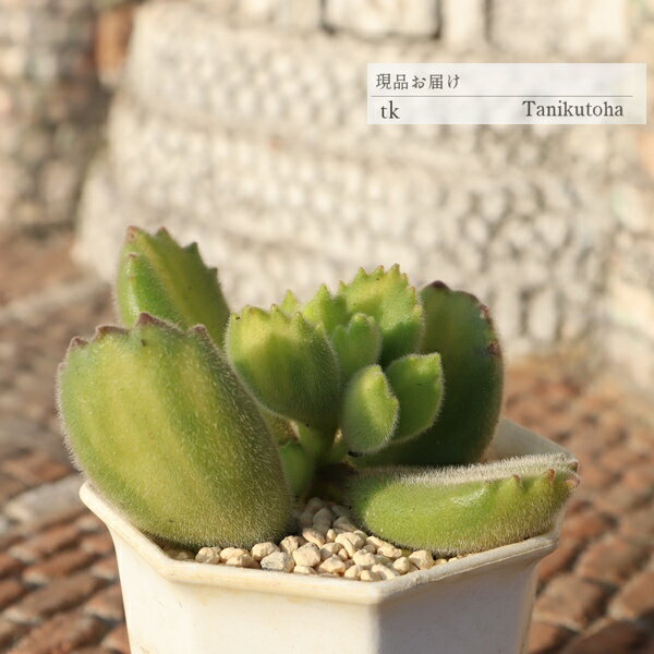 【　特定販売について　】 写真と違った… 多肉植物で、そんな経験はありませんか？ 特定販売コーナーでは 当店はすべて写真の現品をお届けしています。 【　商品詳細　】 ■サイズ 5.5cmポット ■お届け　 現物の苗でのお届けです ポットまた...