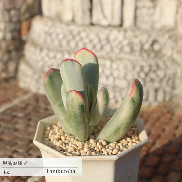 福娘錦 コチレドン 多肉植物 TK11-23 現品 一点もの 写真の子 多肉植物通販 コチレドン通販 ギフト 錦 斑入り 室内ガーデン インテリアグリーン