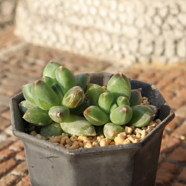 【　特定販売について　】 写真と違った… 多肉植物で、そんな経験はありませんか？ 特定販売コーナーでは 当店はすべて写真の現品をお届けしています。 【　商品詳細　】 ■サイズ 5.5cmポット ■お届け　 現物の苗でのお届けです ポットまた...