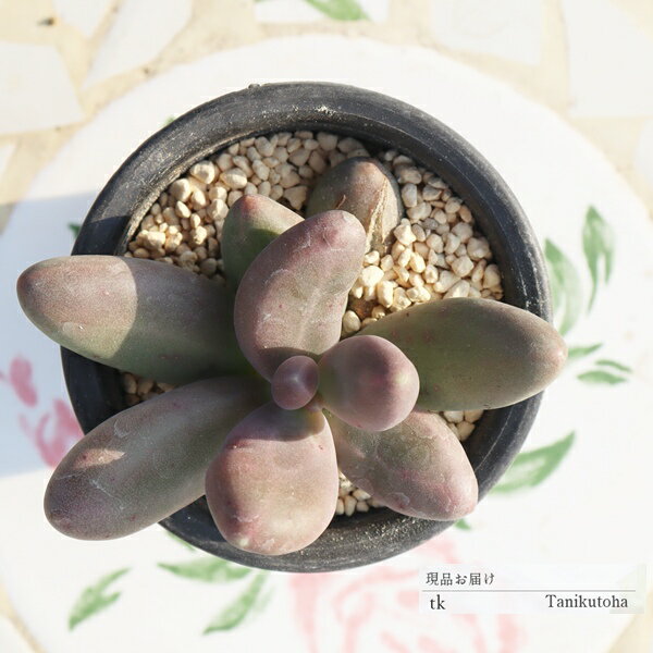 現品 オビリデ パキフィツム 多肉植物 TK11-25 一点もの 写真の子 多肉植物販売 パキフィツム販売 ギフト 室内ガーデン インテリアグリーン 肉厚多肉