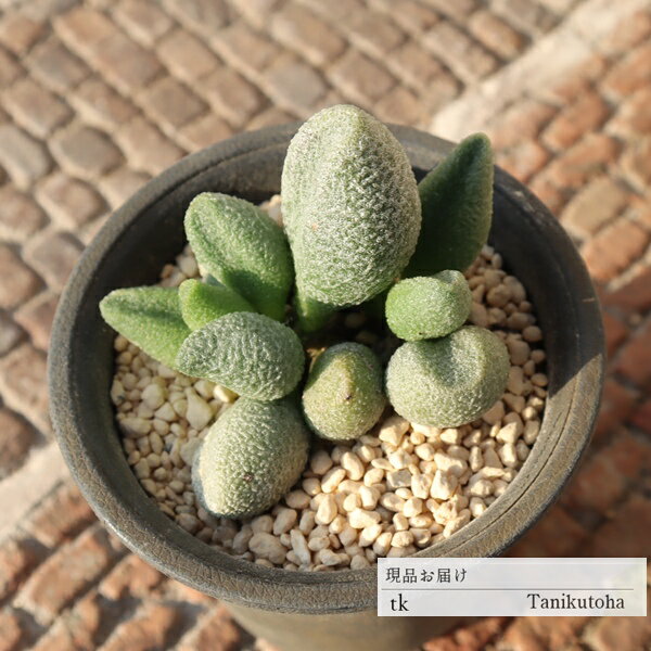 銀の卵 アドロミスクス 現品 多肉植物 TK11-26 一点もの 写真の子 多肉植物販売 アドロミスクス販売 ギフト 室内ガーデン 観葉植物 ビザールプランツ