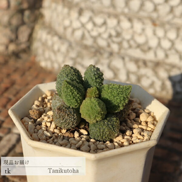 ヘレイ アドロミスクス 現品 多肉植物 TK11-27 一点もの 写真の子 多肉植物通販 アドロミスクス通販 ギフト 観葉植物 ビザールプランツ インテリアグリーン