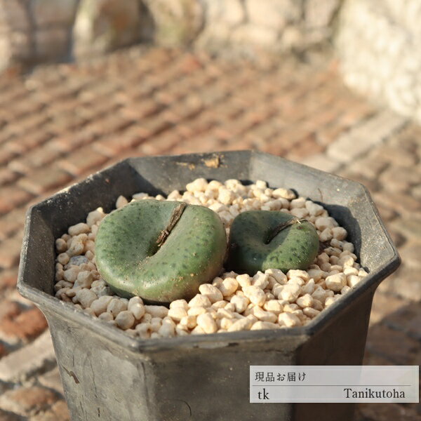 【　特定販売について　】 写真と違った… 多肉植物で、そんな経験はありませんか？ 特定販売コーナーでは 当店はすべて写真の現品をお届けしています。 【　商品詳細　】 ■サイズ 5.5cmポット ■お届け　 現物の苗でのお届けです ポットまた...