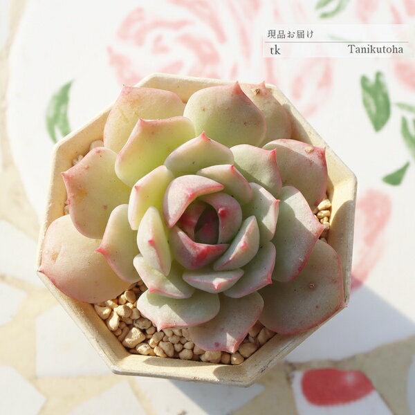 【　特定販売について　】 写真と違った… 多肉植物で、そんな経験はありませんか？ 特定販売コーナーでは 当店はすべて写真の現品をお届けしています。 【　商品詳細　】 ■サイズ 5.5cmポット ■お届け　 現物の苗でのお届けです ポットまた...