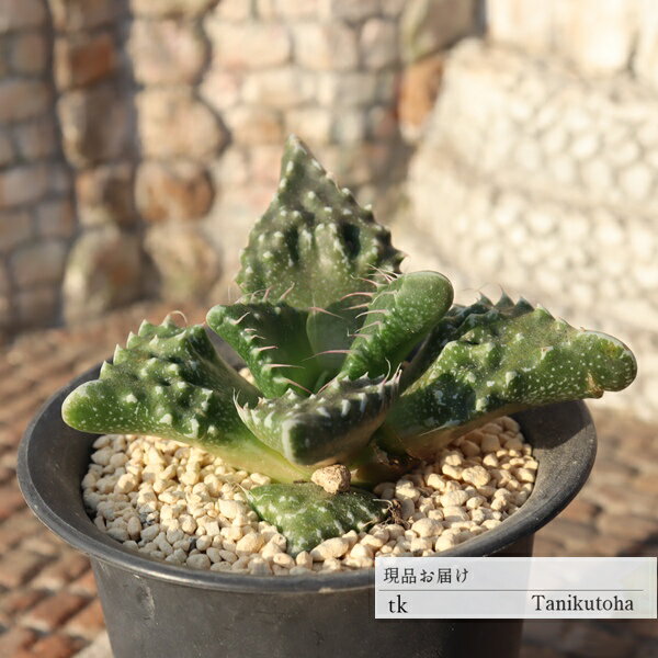 【　特定販売について　】 写真と違った… 多肉植物で、そんな経験はありませんか？ 特定販売コーナーでは 当店はすべて写真の現品をお届けしています。 【　商品詳細　】 ■サイズ 7.5cmポット ■お届け　 現物の苗でのお届けです ポットまた...