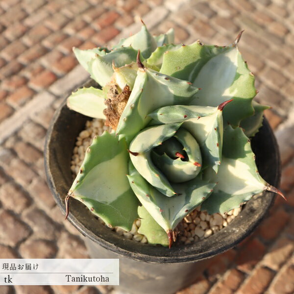 樂天商城 - アガベ 王妃雷神白斑 3頭 多肉植物 一点もの TK11-33 現品 写真の子 多肉植物販売 アガベ通販 ギフト ビザールプランツ ドライガーデン 庭