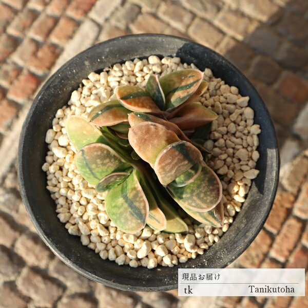 お問い合わせ確認用 ガステリア 楽天市場】ガステリア 斑の通販