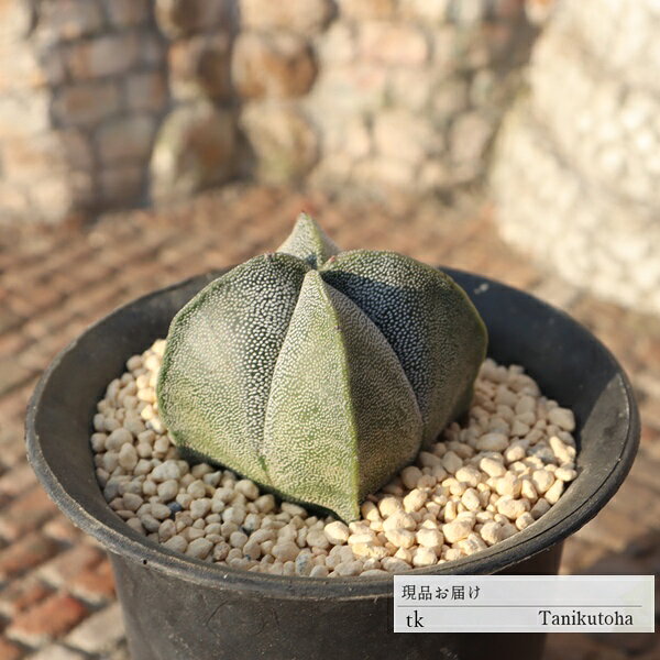 樂天商城 - 現品 多肉植物 四角ランポー アストロフィツム TK11-38 一点もの 写真の子 多肉植物通販 アストロフィツム通販 ギフト ガーデニング 棘なしサボテン カクタス