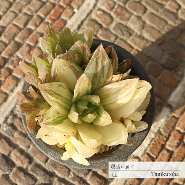 京の華錦 群生 ハオルチア 現品 多肉植物 TK11-40 一点もの 写真の子 斑入り 錦 ジュエリープランツ ア..