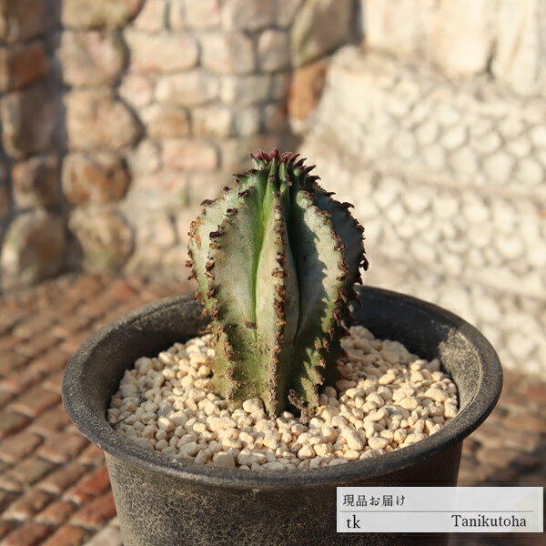 楽天市場】ホリダ ユーフォルビアの通販