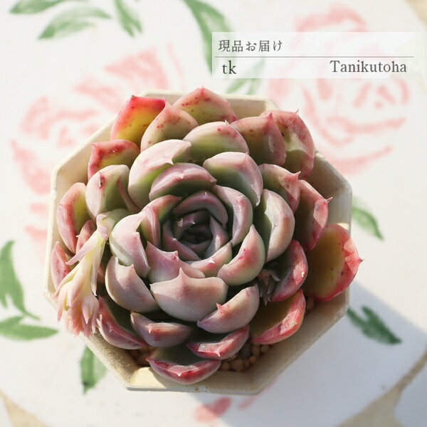 エケベリア 桜影 永遠ラベル付き TK11-7 一点もの 多肉植物 現品 写真の子をお届け...