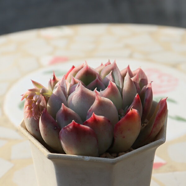 エケベリア 桜影 永遠ラベル付き TK11-7 一点もの 多肉植物 現品 写真の子をお届け エケベリア通販 多肉植物通販 ギフト対応 ガーデニング 小さな庭 室内グリーン インテリア