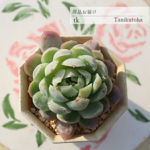 【　特定販売について　】 写真と違った… 多肉植物で、そんな経験はありませんか？ 特定販売コーナーでは 当店はすべて写真の現品をお届けしています。 【　商品詳細　】 ■サイズ 5.5cmポット ■お届け　 現物の苗でのお届けです ポットまた...