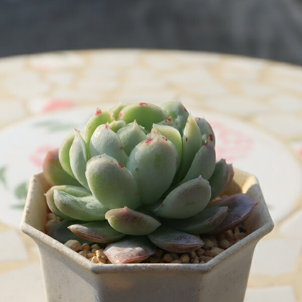 エケベリア 白影 永遠ラベル付き TK11-8 一点もの 多肉植物 現品 紅葉 写真の子 多肉 ギフト 寄せ植え 室内グリーン インテリア