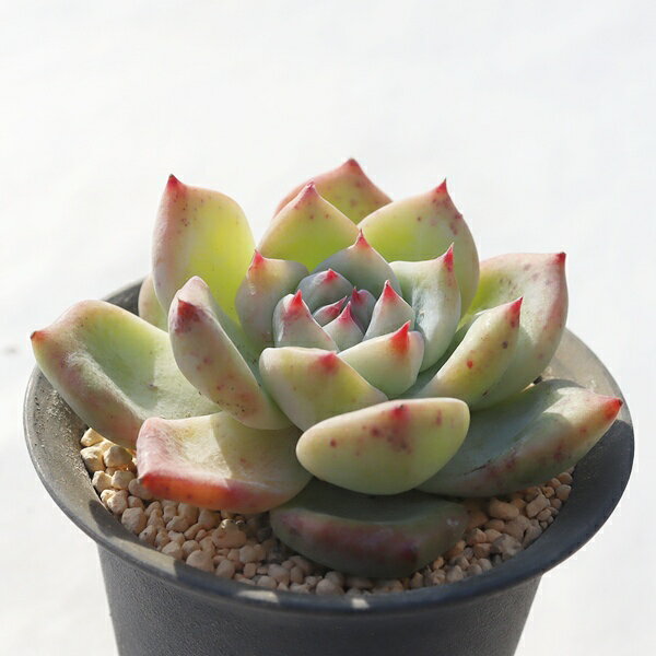 白桃大福 永遠ラベル付き TK12-1 エケベリア 写真の子をお届け 多肉植物 エケベリア通販 多肉植物通販 観葉植物 ビザールプランツ 庭作り