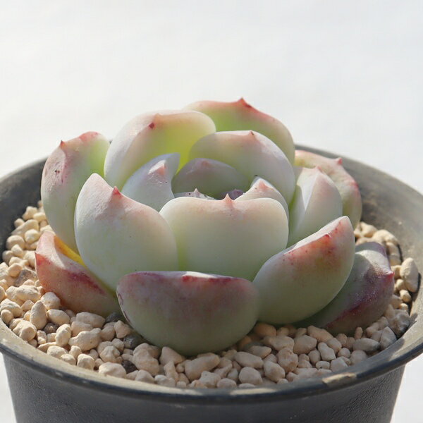 雪魅大福 永遠ラベル付き TK12-5 エケベリア 写真の子をお届け 多肉植物 エケベリア通販 多肉植物通販 観葉植物 ビザールプランツ 庭作り