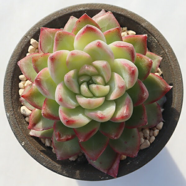 桜シャーベット 永遠ラベル付き TK12-6 エケベリア 写真の子をお届け 多肉植物 エ...