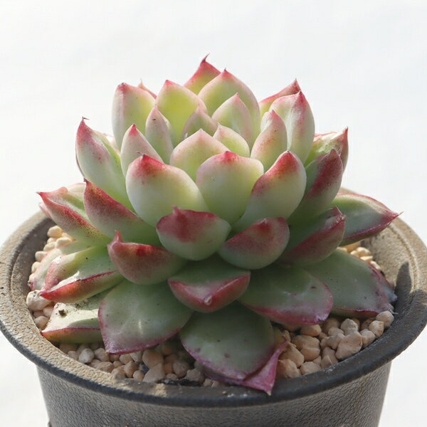 桜シャーベット 永遠ラベル付き TK12-6 エケベリア 写真の子をお届け 多肉植物 エケベリア通販 多肉植物通販 観葉植物 ビザールプランツ 庭作り