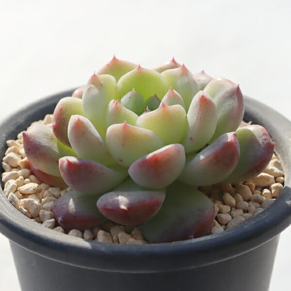 木苺大福 永遠ラベル付き TK12-8 エケベリア 写真の子をお届け 多肉植物 エケベリア販売 多肉植物販売 インテリアプランツ インドアグリーン 山野草