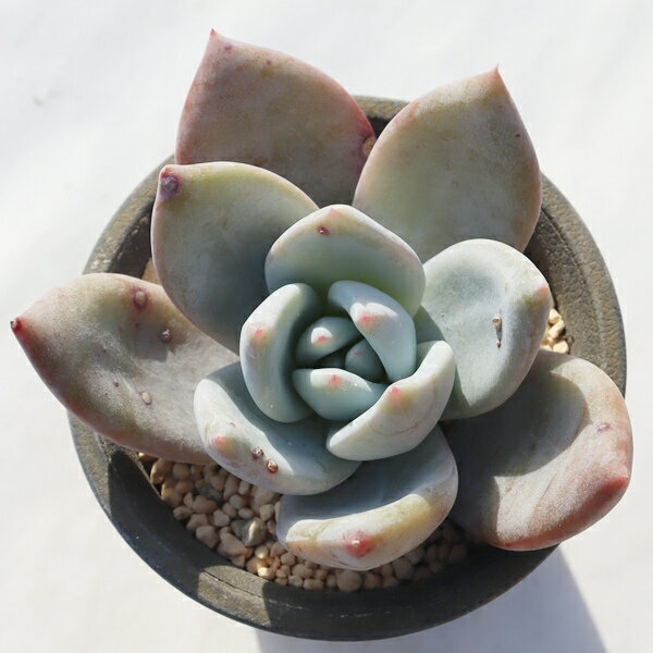 苺ミルク大福 永遠ラベル付き TK12-11 エケベリア 写真の子をお届け 多肉植物 エケ...