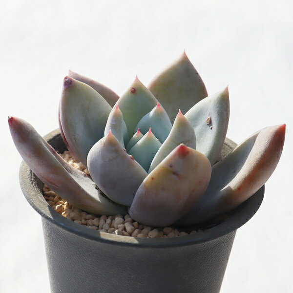 苺ミルク大福 永遠ラベル付き TK12-11 エケベリア 写真の子をお届け 多肉植物 エケベリア販売 多肉植物販売 インテリアプランツ インドアグリーン 山野草