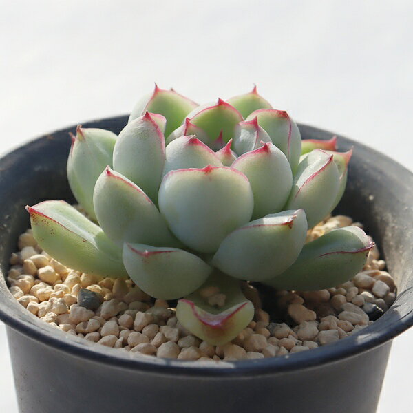 夢魅大福 永遠ラベル付き TK12-12 エケベリア 写真の子をお届け 多肉植物 エケベリア販売 多肉植物販売 インテリアプランツ インドアグリーン 山野草