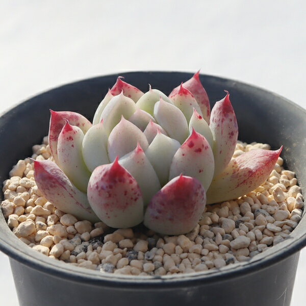 ほっぺちゃん 永遠ラベル付き TK12-15 エケベリア 写真の子をお届け 多肉植物 エケベリア通販 多肉植物通販 ベランダグリーン ドライガーデン 観葉植物 多年草