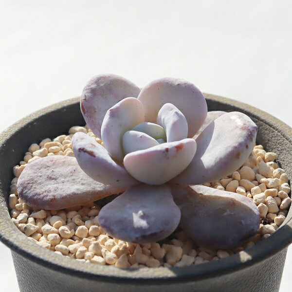 ピンクラウィー TK12-20 エケベリア 写真の子をお届け 多肉植物 エケベリア販売 多肉植物販売 ガーデニング 寄せ植え 室内インテリア 白粉多肉