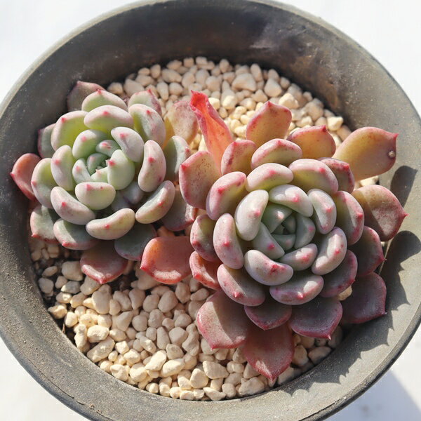 ラッキーバブル TK12-22 エケベリア 写真の子をお届け 多肉植物 エケベリア通販 多...