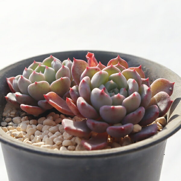 ラッキーバブル TK12-22 エケベリア 写真の子をお届け 多肉植物 エケベリア通販 多肉植物通販 インドアグリーン 多肉植物激安 植栽 ベランダガーデン