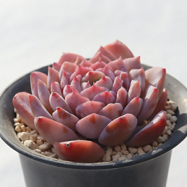 桃桜大福 永遠ラベル付き TK12-25 エケベリア 写真の子をお届け 多肉植物 エケベリア通販 多肉植物通販 インドアグリーン 多肉植物激安 植栽 ジュエリーストーン