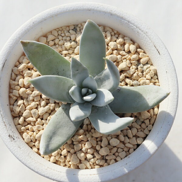 仙女盃 TK12-30 ダドレア 写真の子をお届け 多肉植物 ダドレア販売 多肉植物通販 インドアグリーン 観..