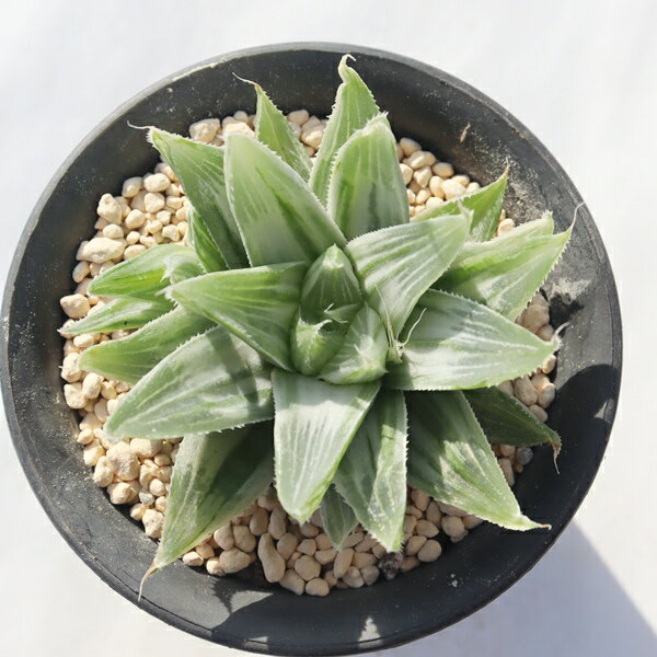 ミルキーウェイ TK12-35 ハオルチア 写真の子をお届け 多肉植物 ハオルチア販売 多肉植物通販 斑入り ..