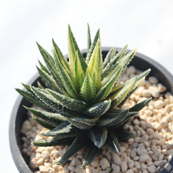 鼓笛錦 TK12-46 ハオルチア 写真の子をお届け 多肉植物 ハオルチア通販 多肉植物販売 錦 斑入り インド..