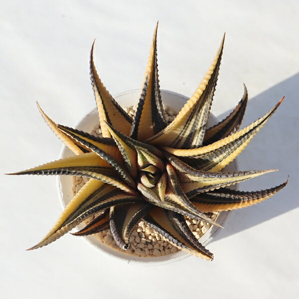 瑠璃殿錦 TK12-51 ハオルチア 白鉢 写真の子をお届け 多肉植物 ハオルチア通販 多肉植物販売 錦 斑入り..